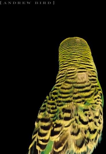Andrew Bird - Armchair Apocrypha